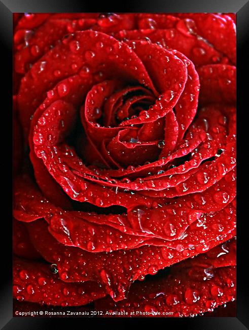 Red Rose Raindrops Framed Print by Rosanna Zavanaiu