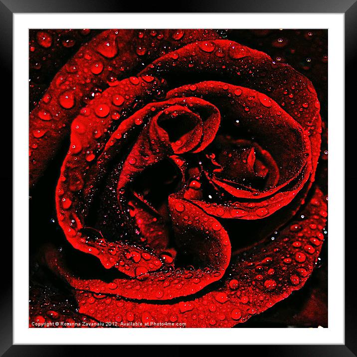 Red Rose Waterdrops Framed Mounted Print by Rosanna Zavanaiu