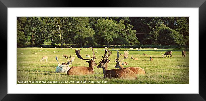 Resting Deers. Framed Mounted Print by Rosanna Zavanaiu