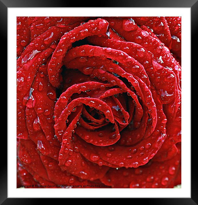 Rose raindrops Framed Mounted Print by Rosanna Zavanaiu