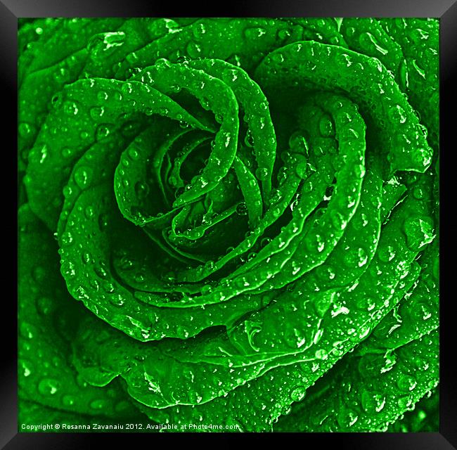 Green Rose Raindrops. Framed Print by Rosanna Zavanaiu