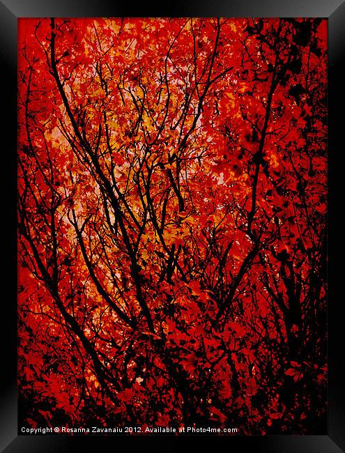 Autumn Colours Framed Print by Rosanna Zavanaiu