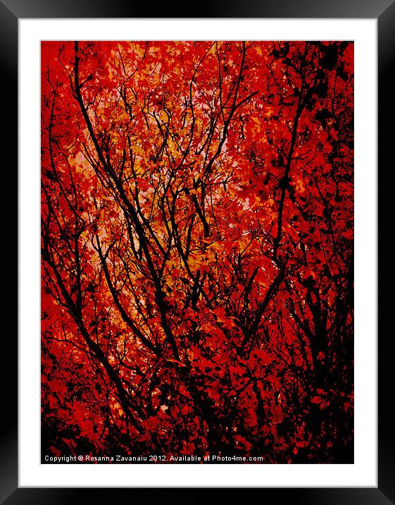 Autumn Colours Framed Mounted Print by Rosanna Zavanaiu