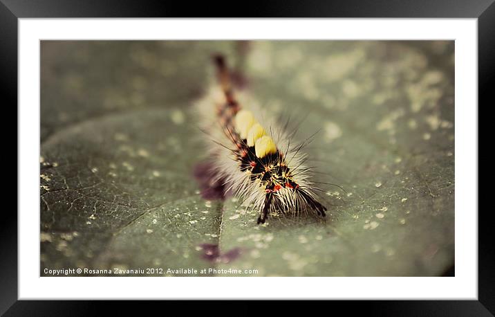 Caterpillar On A Leaf Framed Mounted Print by Rosanna Zavanaiu