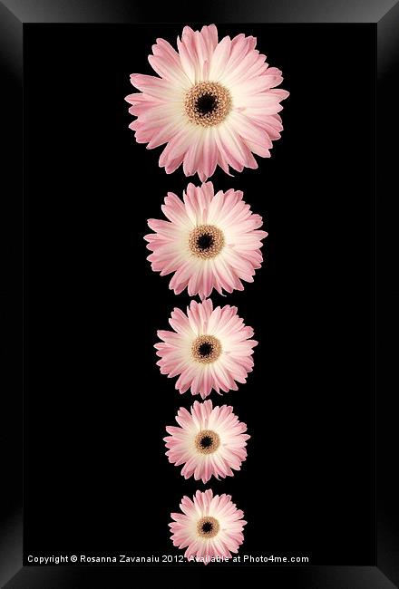 Gerbera's Pink. Framed Print by Rosanna Zavanaiu