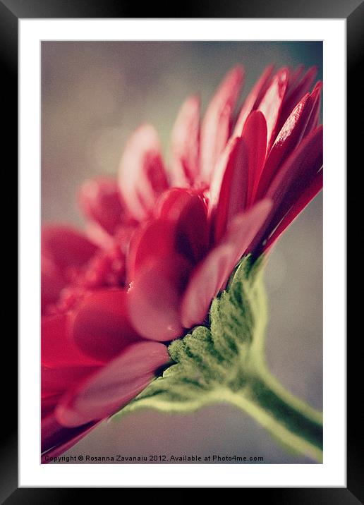 Gerbera's By Nature. Framed Mounted Print by Rosanna Zavanaiu