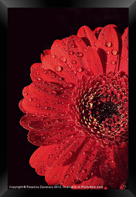 Gerbera Sunlight. Framed Print by Rosanna Zavanaiu