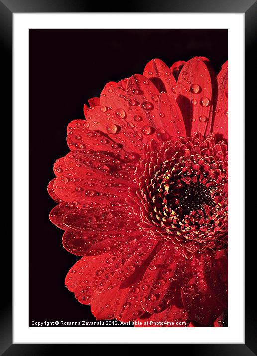 Gerbera Sunlight. Framed Mounted Print by Rosanna Zavanaiu