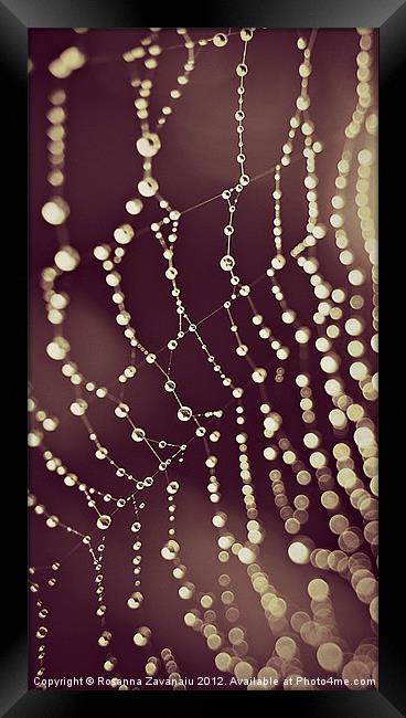 Natures Webs. Framed Print by Rosanna Zavanaiu