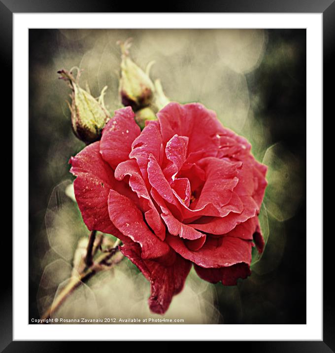 Roses By Nature. Framed Mounted Print by Rosanna Zavanaiu