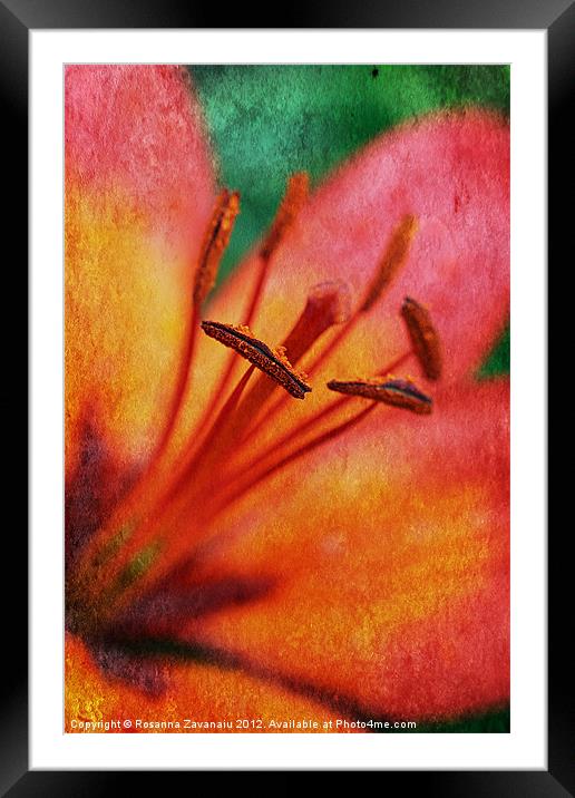 Lillies By Nature. Framed Mounted Print by Rosanna Zavanaiu