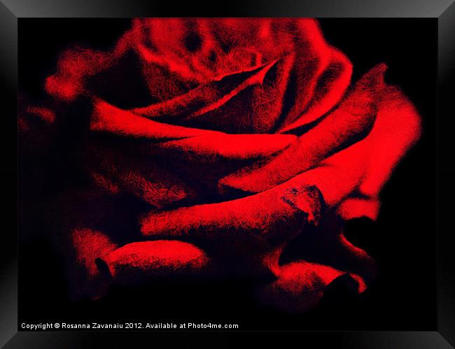 Red Rose. Framed Print by Rosanna Zavanaiu