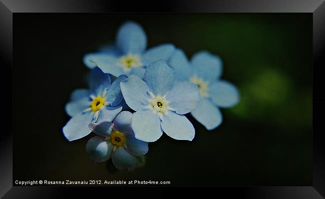 Forget-Me-Not. Framed Print by Rosanna Zavanaiu