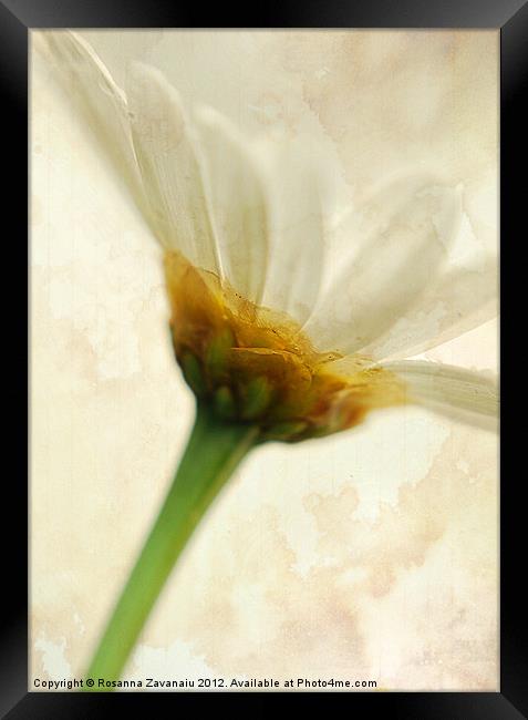 Delicately Margarite. Framed Print by Rosanna Zavanaiu