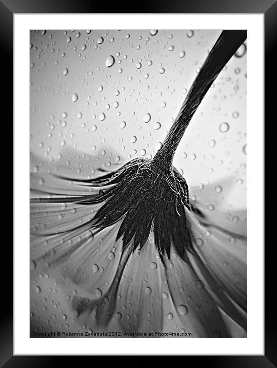 Gerbera Waterdroplets 2. Framed Mounted Print by Rosanna Zavanaiu