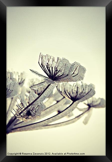 Winter Frost. Framed Print by Rosanna Zavanaiu