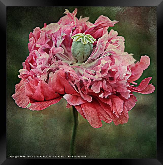Ruffled Poppy. Framed Print by Rosanna Zavanaiu