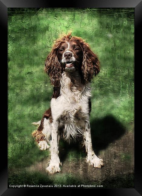 Springer Spaniel Working Dog. Framed Print by Rosanna Zavanaiu