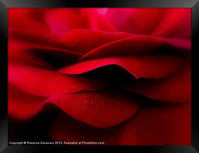 Valentines Rose. Framed Print by Rosanna Zavanaiu