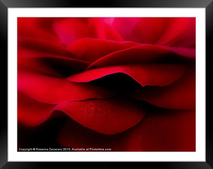 Valentines Rose. Framed Mounted Print by Rosanna Zavanaiu