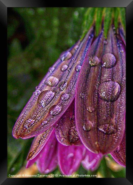 Purple Raindrops Framed Print by Rosanna Zavanaiu