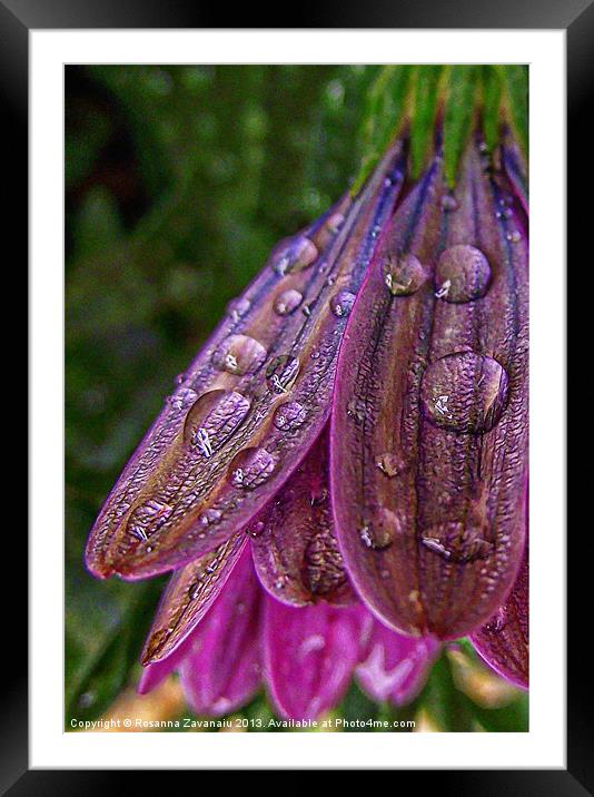 Purple Raindrops Framed Mounted Print by Rosanna Zavanaiu