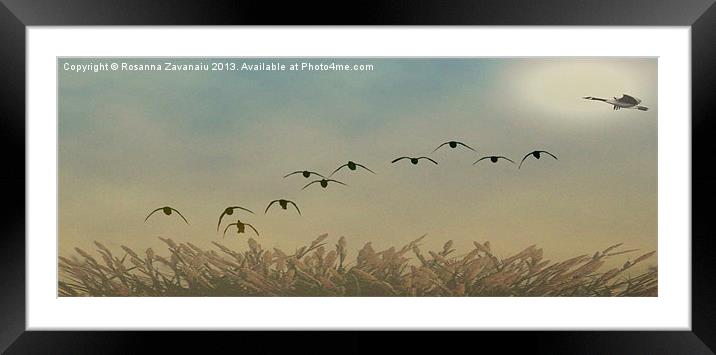 In Flight Sillouettes. Framed Mounted Print by Rosanna Zavanaiu