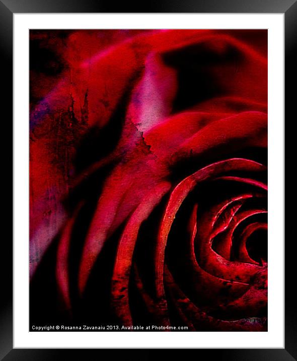 A Rose For You. Framed Mounted Print by Rosanna Zavanaiu