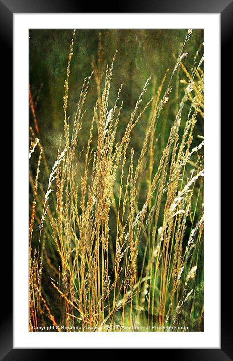 Natures Meadow. Framed Mounted Print by Rosanna Zavanaiu