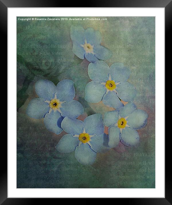 Forget-Me-Not Delight. Framed Mounted Print by Rosanna Zavanaiu