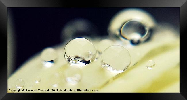 Macro Waterdroplets. Framed Print by Rosanna Zavanaiu