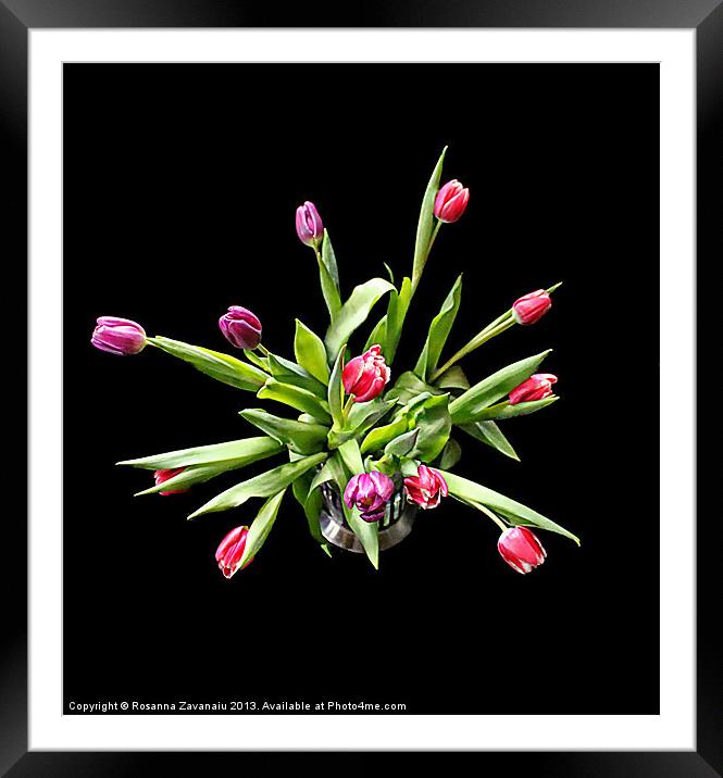 Tulip Explosion. Framed Mounted Print by Rosanna Zavanaiu