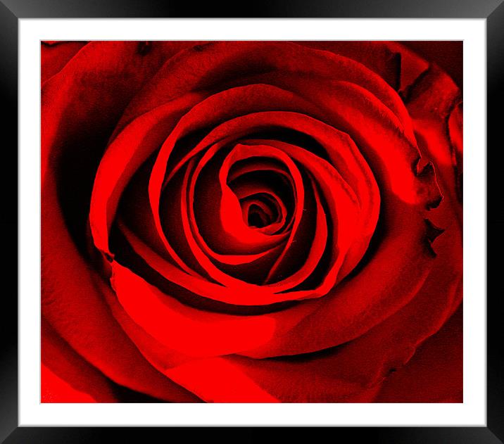 Rose Love. Framed Mounted Print by Rosanna Zavanaiu