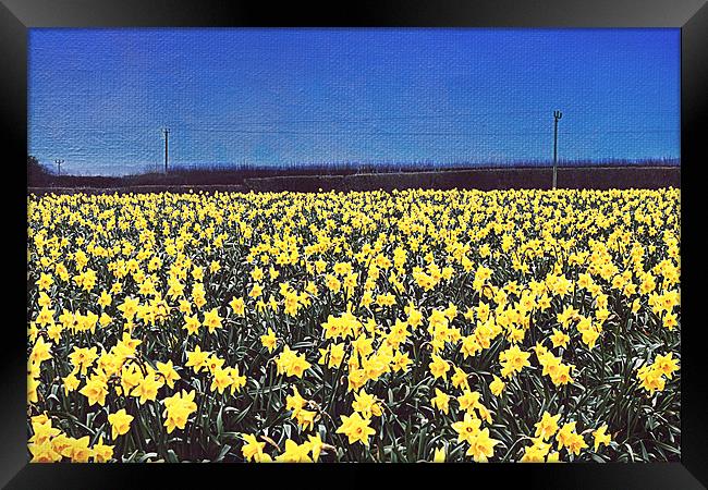 Daffodil Field Framed Print by Rosanna Zavanaiu