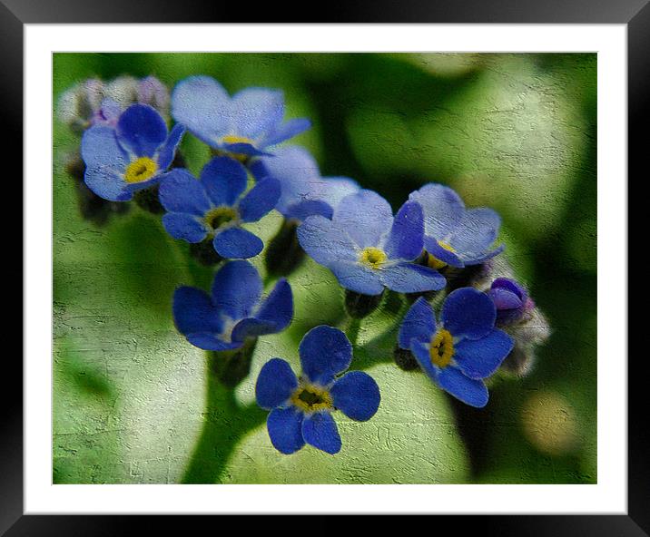 Forget-Me-Not Framed Mounted Print by Rosanna Zavanaiu