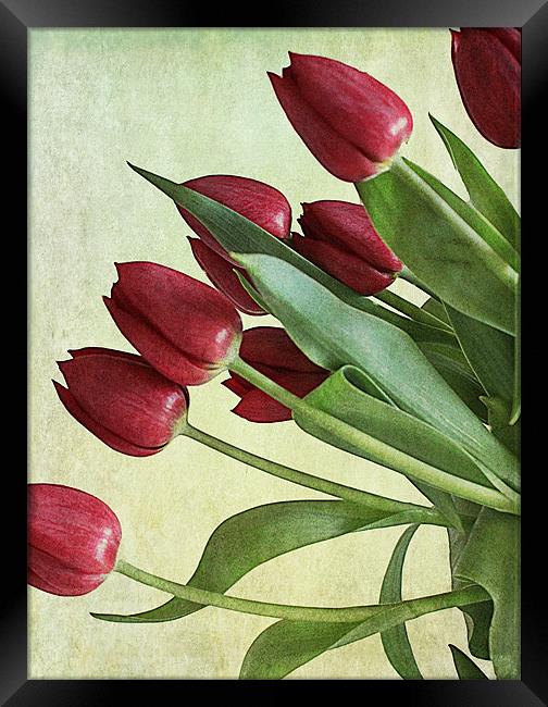 Red Tulips Framed Print by Rosanna Zavanaiu