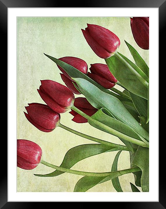 Red Tulips Framed Mounted Print by Rosanna Zavanaiu