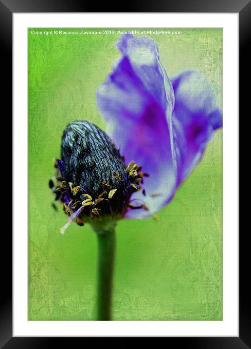 Purple Anemone. Framed Mounted Print by Rosanna Zavanaiu