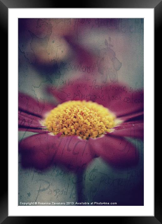 Pink Argyanthemum. Framed Mounted Print by Rosanna Zavanaiu