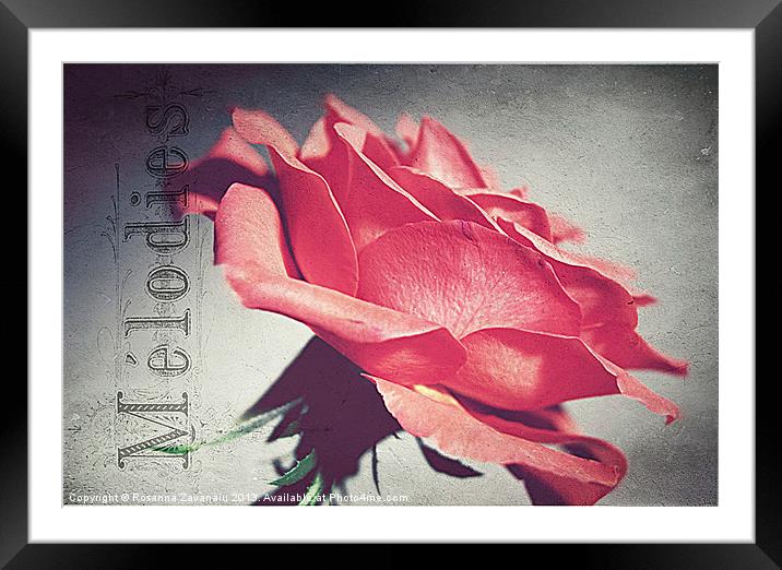 Peachy Rose. Framed Mounted Print by Rosanna Zavanaiu