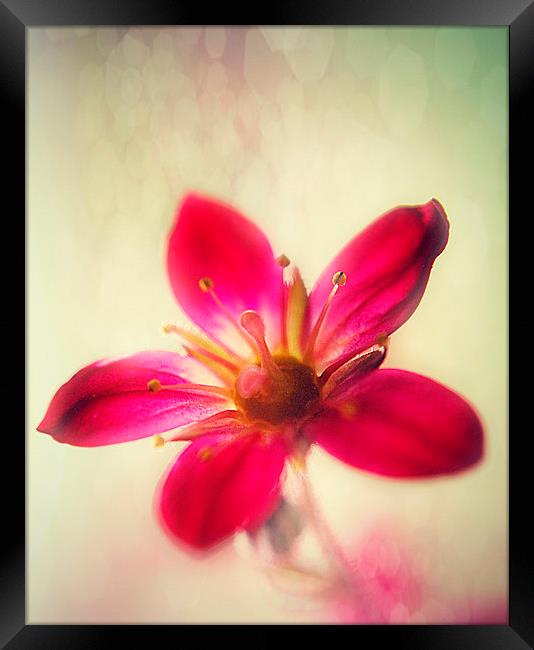 Pink Saxifraga Delight. Framed Print by Rosanna Zavanaiu