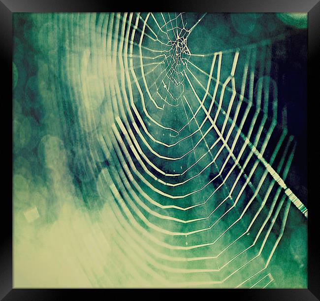 Spiders Web Bokeh Framed Print by Rosanna Zavanaiu