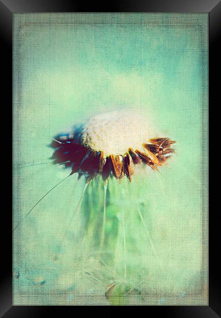 Delicately Dandelion Framed Print by Rosanna Zavanaiu