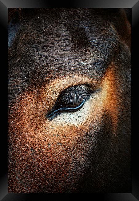 Horse Macro Framed Print by Rosanna Zavanaiu