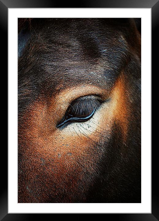 Horse Macro Framed Mounted Print by Rosanna Zavanaiu
