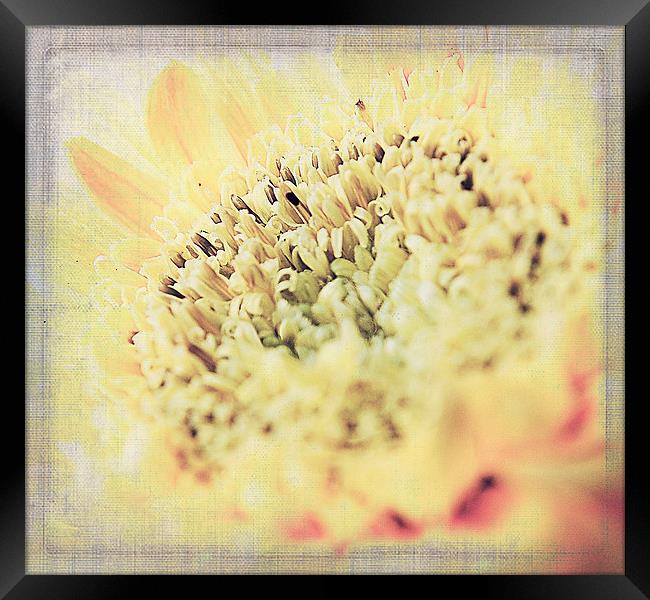 Gerbera Textures Framed Print by Rosanna Zavanaiu