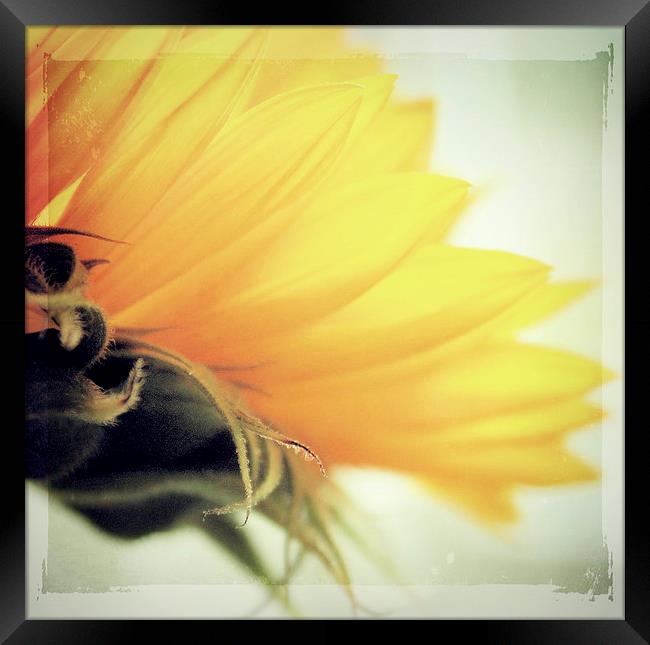  Sunflower Delight Framed Print by Rosanna Zavanaiu