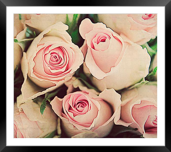  Pinkness Rose Framed Mounted Print by Rosanna Zavanaiu