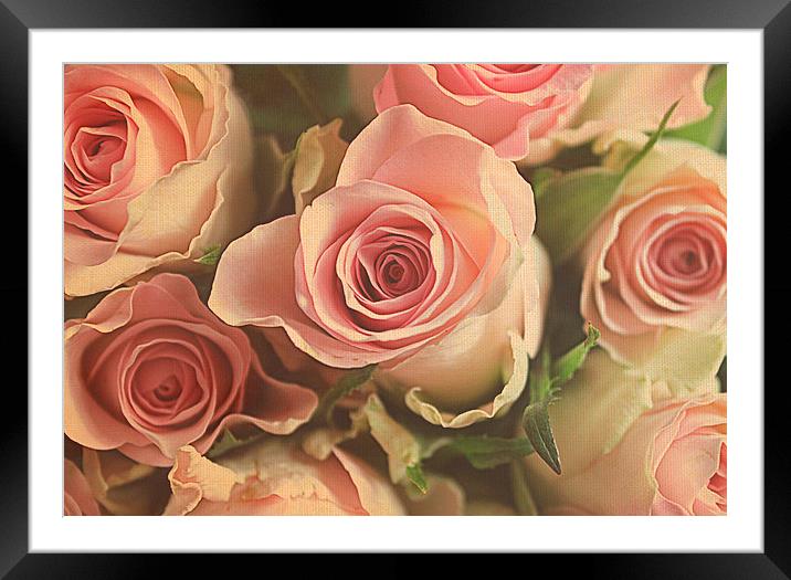  roses for you. Framed Mounted Print by Rosanna Zavanaiu