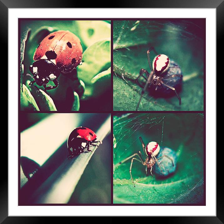 Ladybirds And Spiders. Framed Mounted Print by Rosanna Zavanaiu